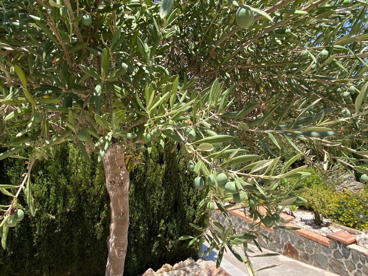 B&B Casa Oceo - Malaga - Andalusie Alhaurín de la Torre Dış mekan fotoğraf